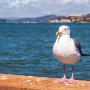 Vogelfrei vor Alcatraz