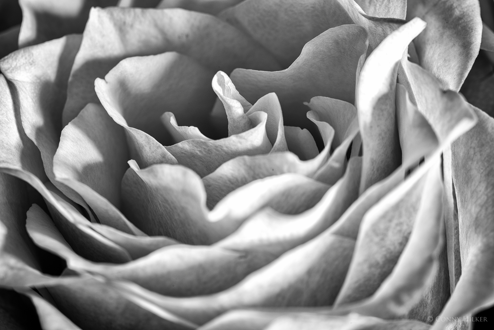 Rose, Blüte in s/w, b/w